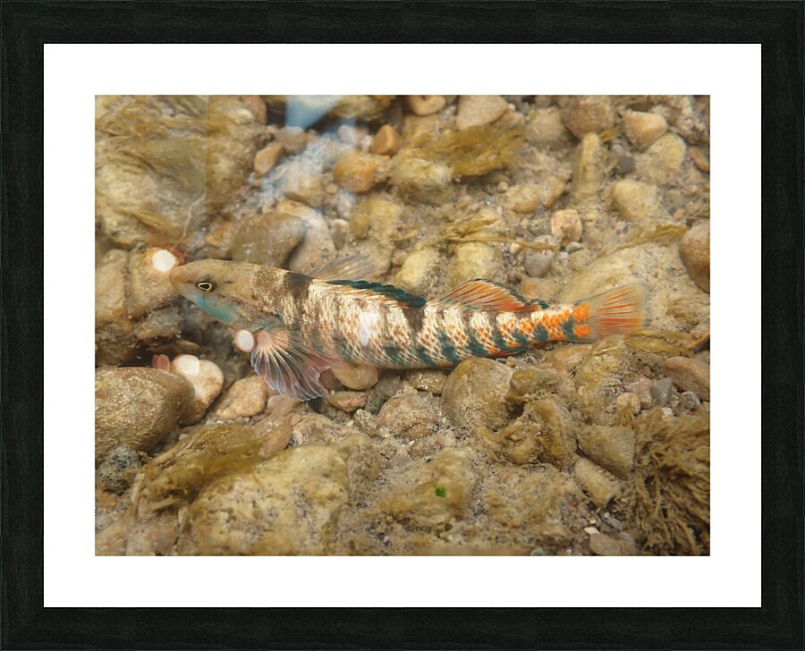Rainbow darter 4 Picture Frame print