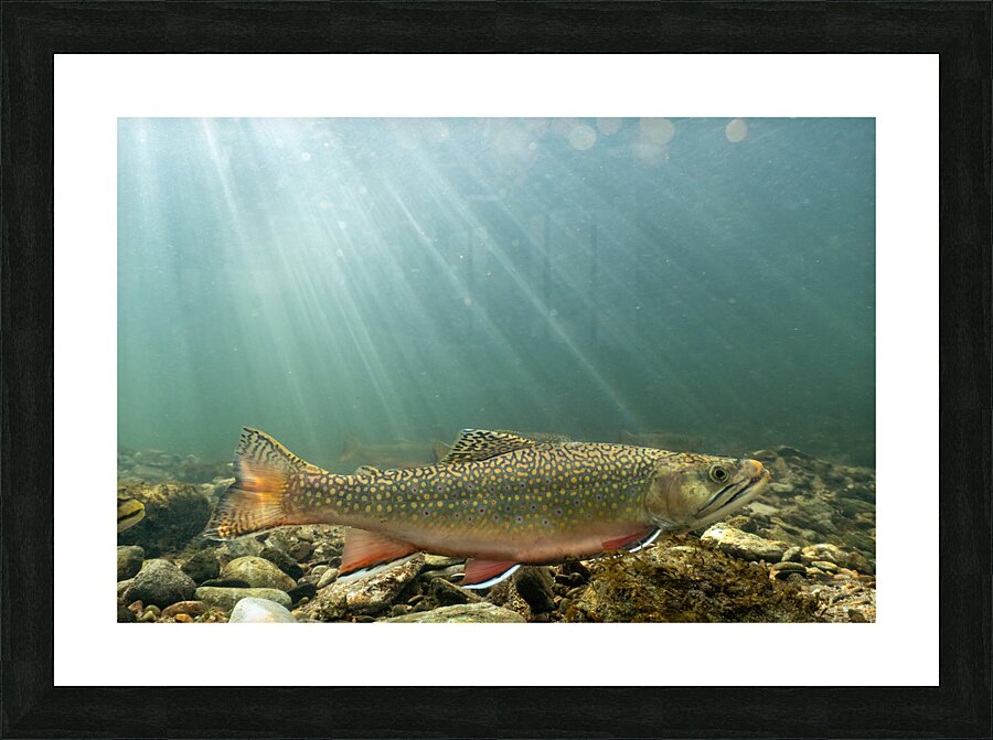 Brook trout 2 Picture Frame print