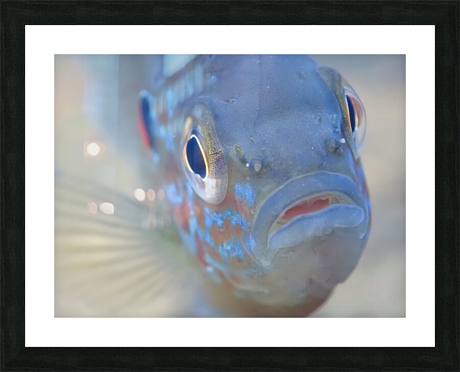 Pumpkinseed sunfish Picture Frame print