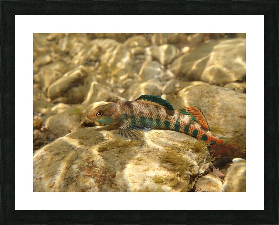 Rainbow darter 3 Picture Frame print