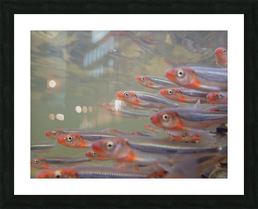 Rosyface shiners 2 Picture Frame print