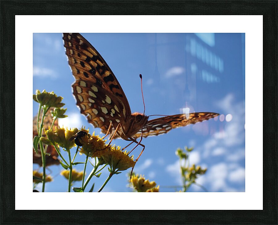 Butterfly Picture Frame print