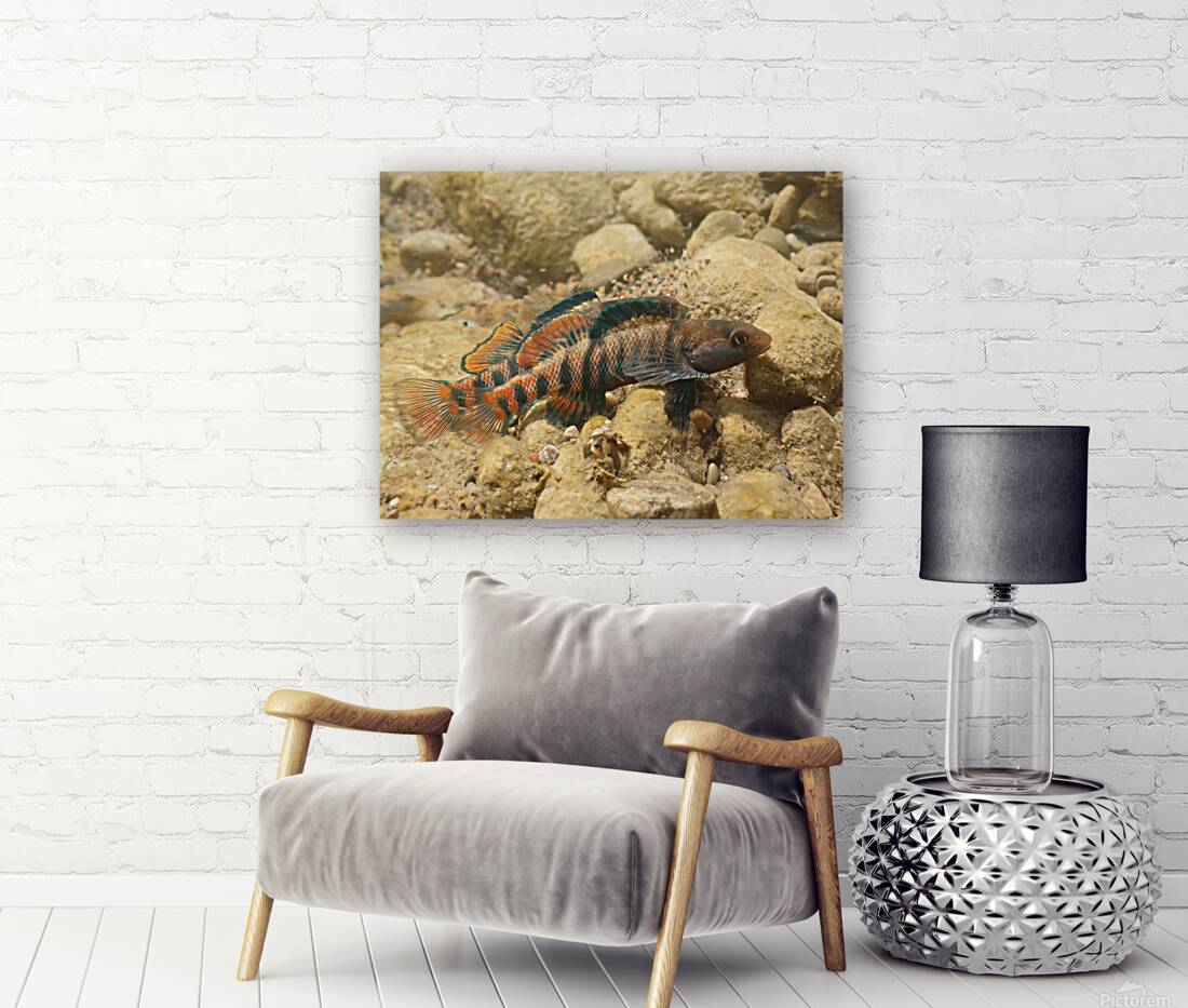 Rainbow darter 2 Reproduction