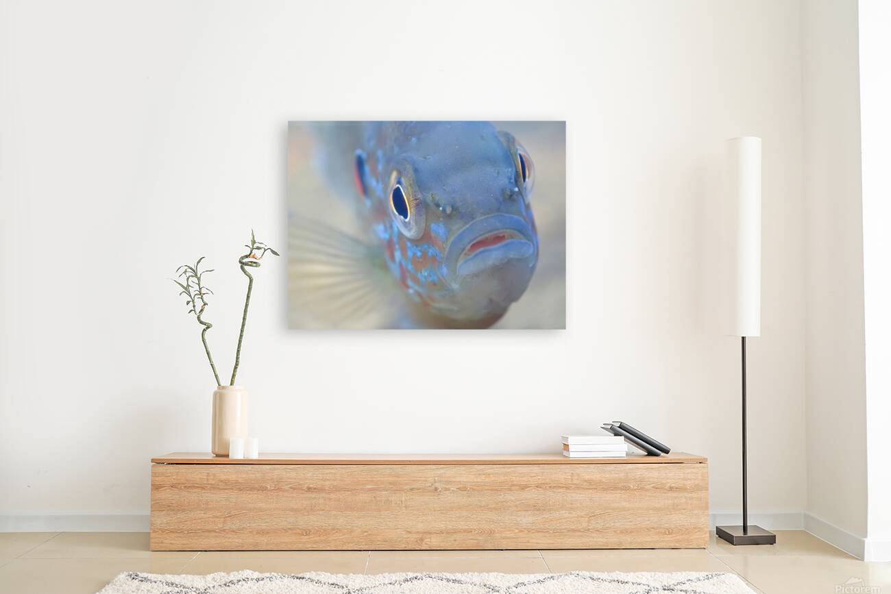 Pumpkinseed sunfish Reproduction