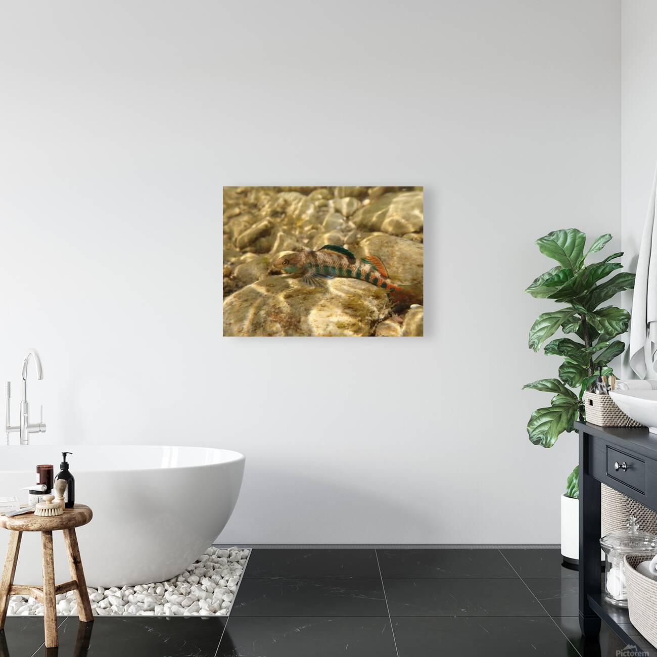 Rainbow darter 3 Reproduction