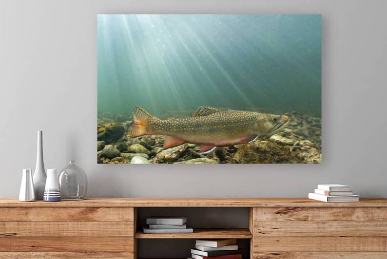 Brook trout 2 by naturetidbits