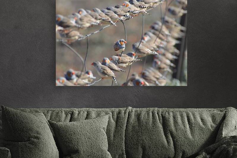 Zebra finches by naturetidbits