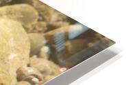 Rainbow darter 2 HD Metal print