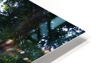 Forest rays HD Metal print