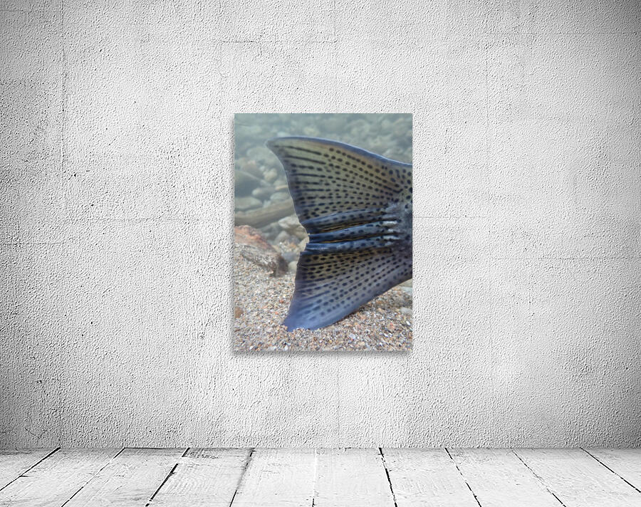 Steelhead tail Wall Preview