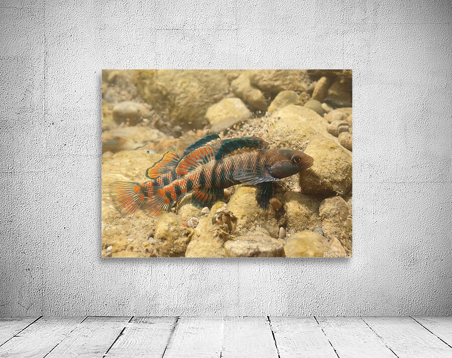 Rainbow darter 2 Wall Preview