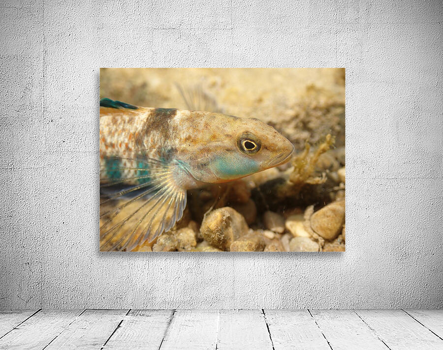 Rainbow darter 1 Wall Preview