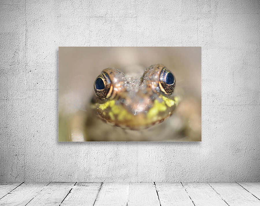Frog Wall Preview