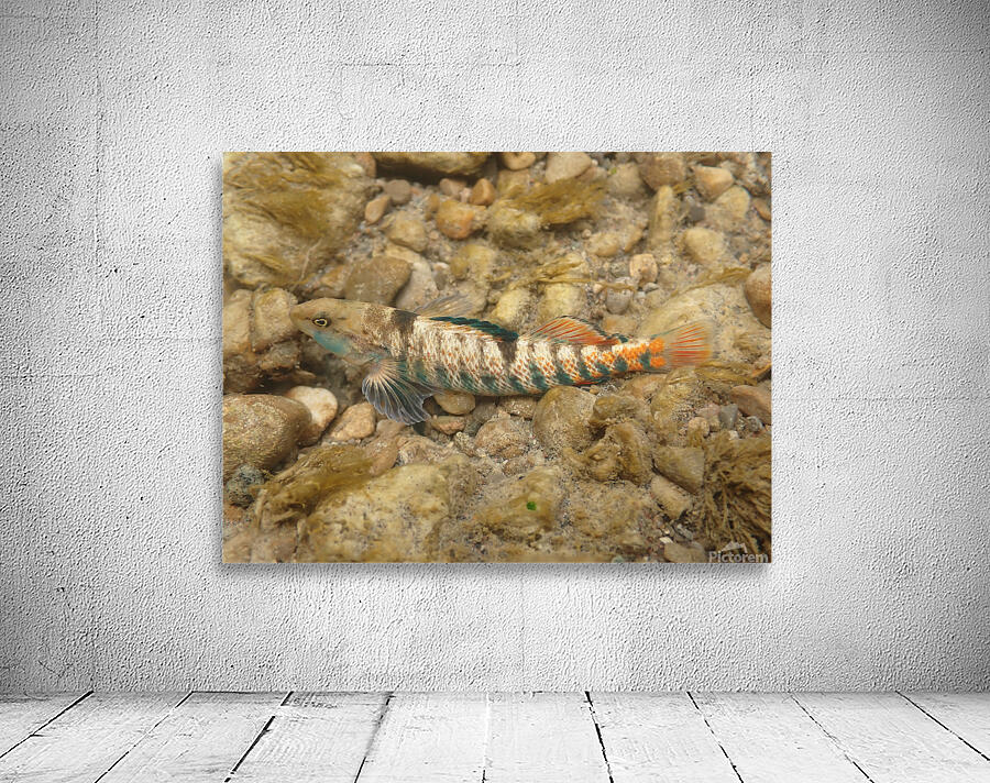 Rainbow darter 4 Wall Preview