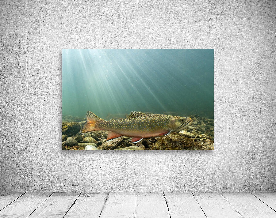 Brook trout 2 Wall Preview
