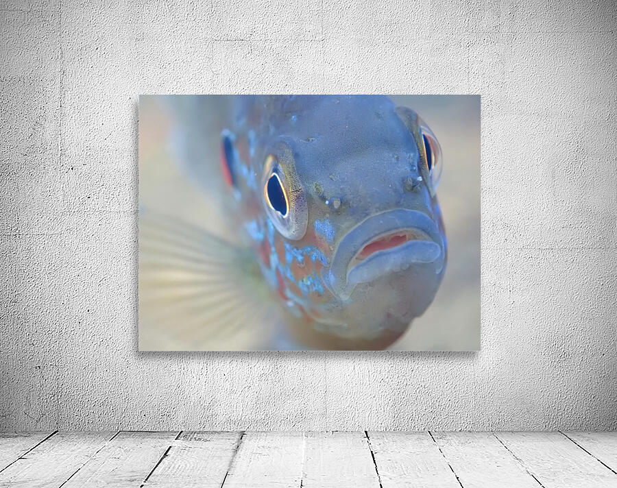 Pumpkinseed sunfish Wall Preview