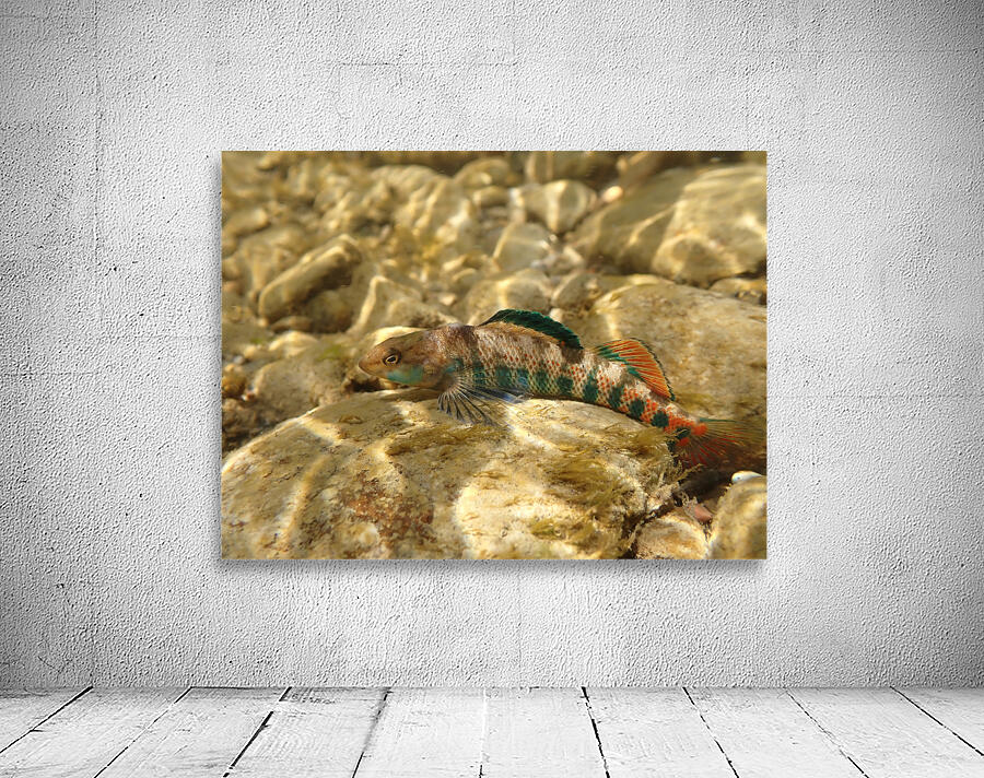 Rainbow darter 3 Wall Preview
