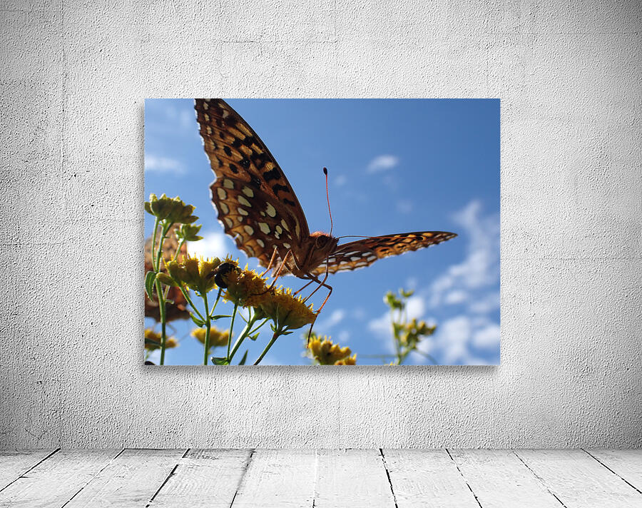 Butterfly Wall Preview