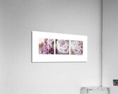 Lilac Medley Two Acrylic Print