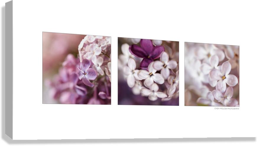 Lilac Medley Two Canvas Print