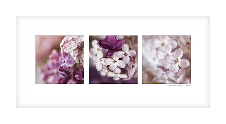 Lilac Medley Two Picture Frame print