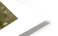 Let s Play Vertical HD Metal print
