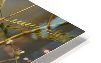 Finch HD Metal print