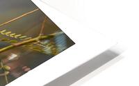 Finch Poster HD Metal print