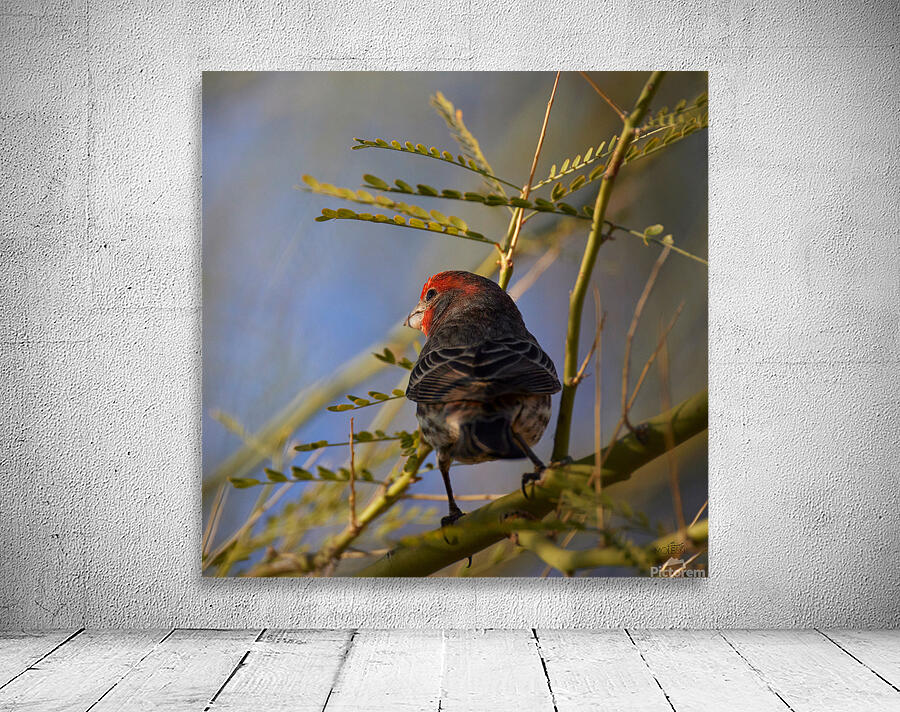 Finch Wall Preview