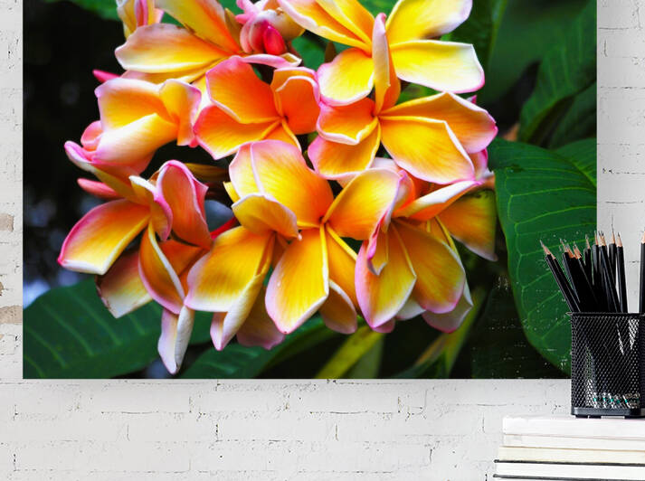 Iconic Frangipani  Summer Happiness Vibe by Michaela Scherr