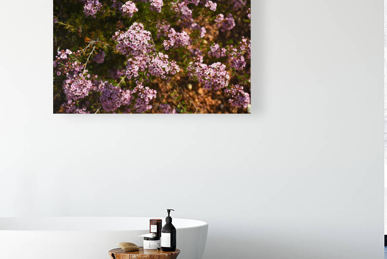 Pretty Pink Geraldton Wax Flowers Australian Native Flowering Shrub by Michaela Scherr