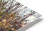 _DSC9300 Enhanced HD Metal print
