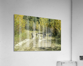 DSC 0563 1 Acrylic Print