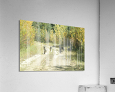 DSC 0563 Acrylic Print