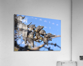 GAL 1503 Acrylic Print