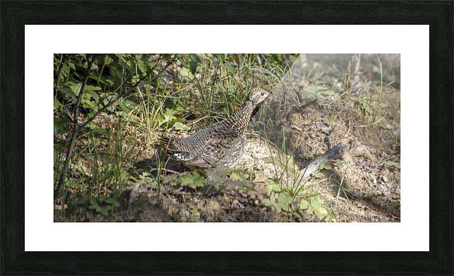DSC 0560 vg 2 Picture Frame print