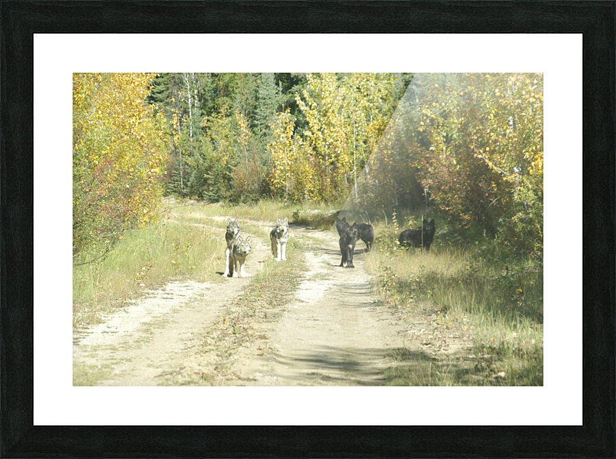 DSC 0563 Picture Frame print