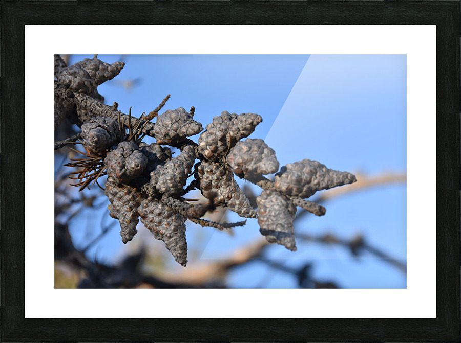 GAL 1503 Picture Frame print