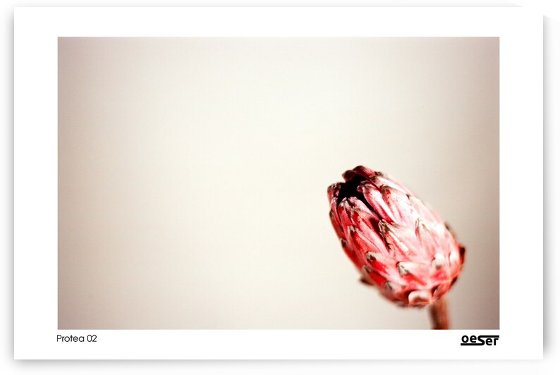 Protea 02 by george oeser fine art fotografie