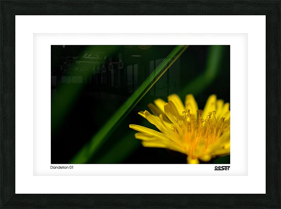 Dandelion 01 Picture Frame print