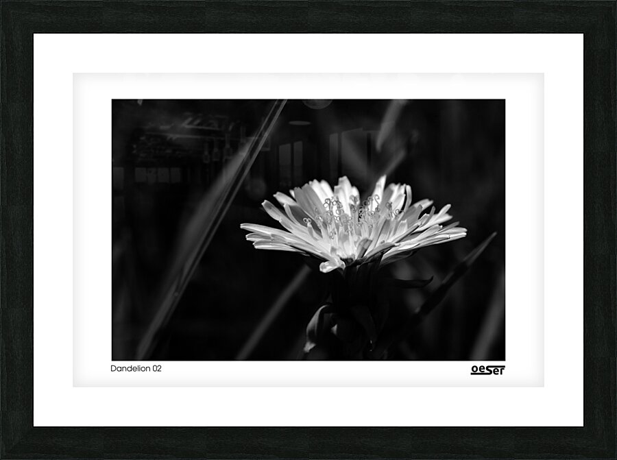 Dandelion 02 Picture Frame print
