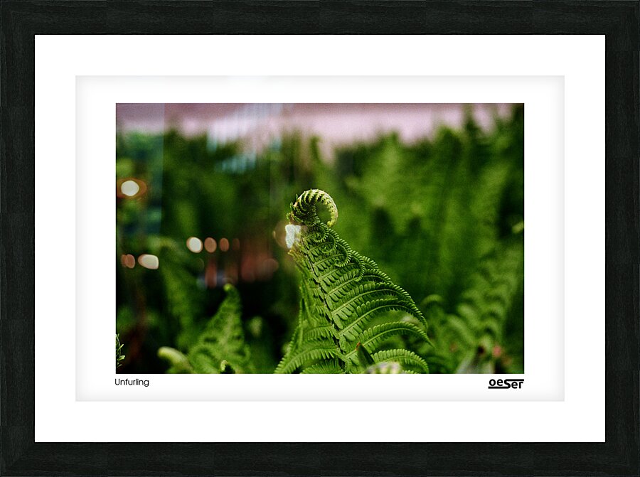 Unfurling Picture Frame print