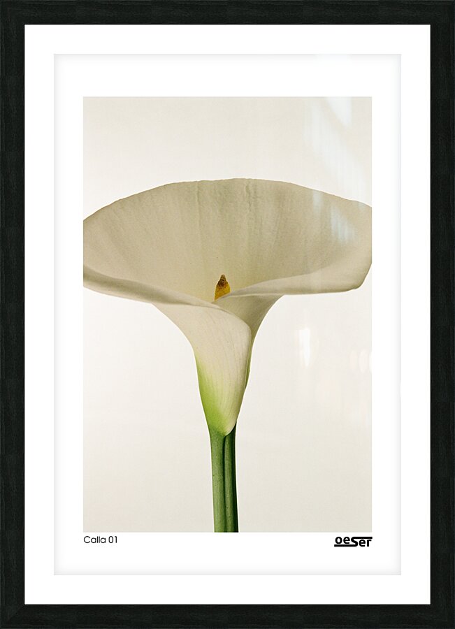 Calla 01 Picture Frame print