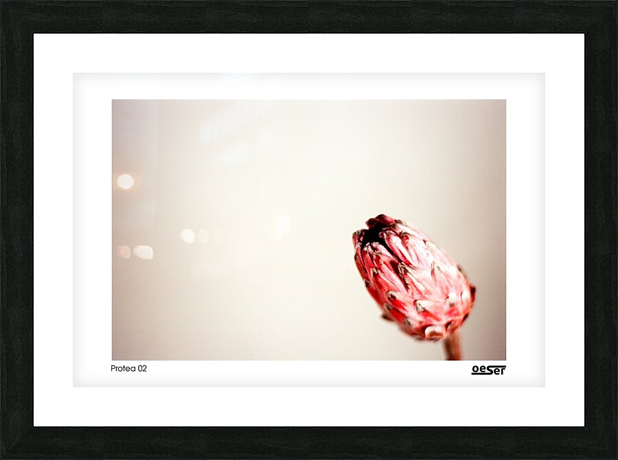 Protea 02 Picture Frame print