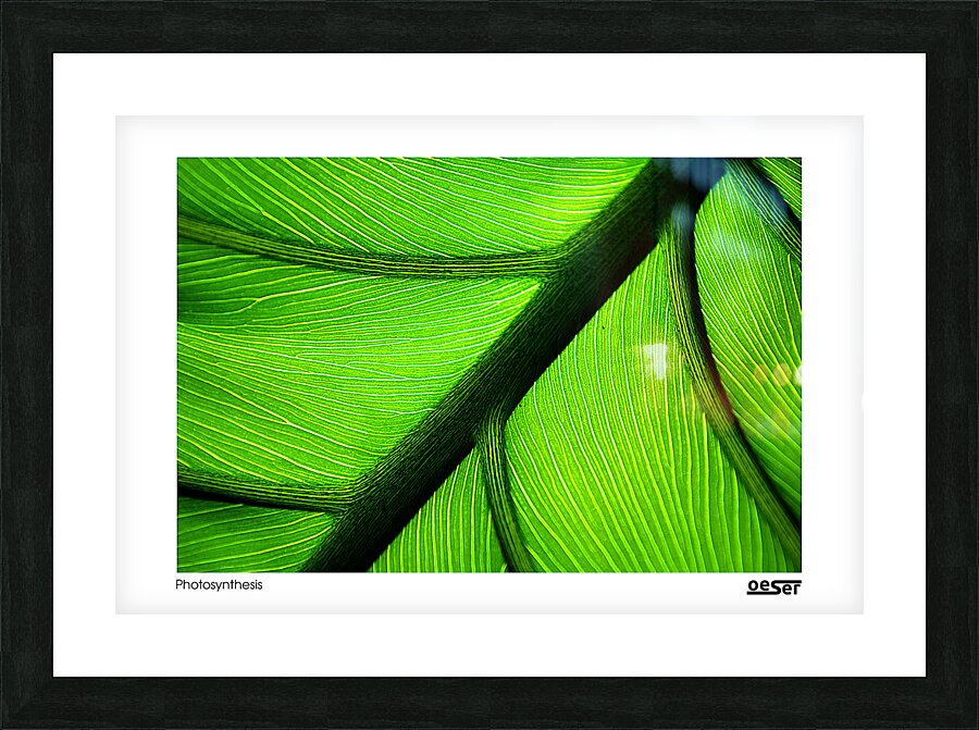 Photosynthesis Picture Frame print