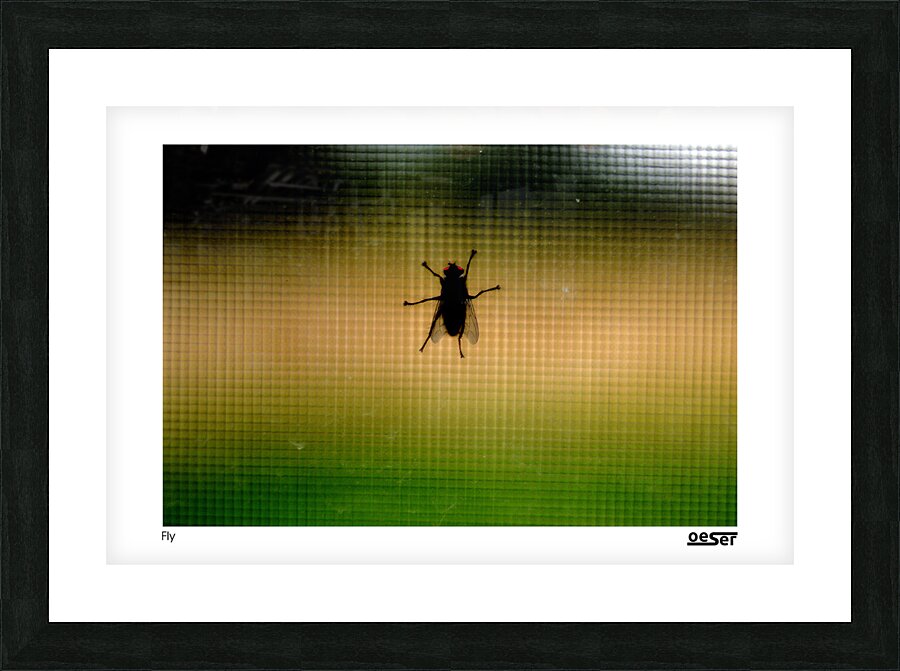 Fly Picture Frame print