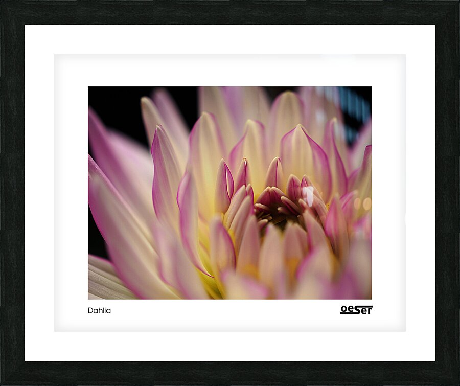 Dahlia Picture Frame print