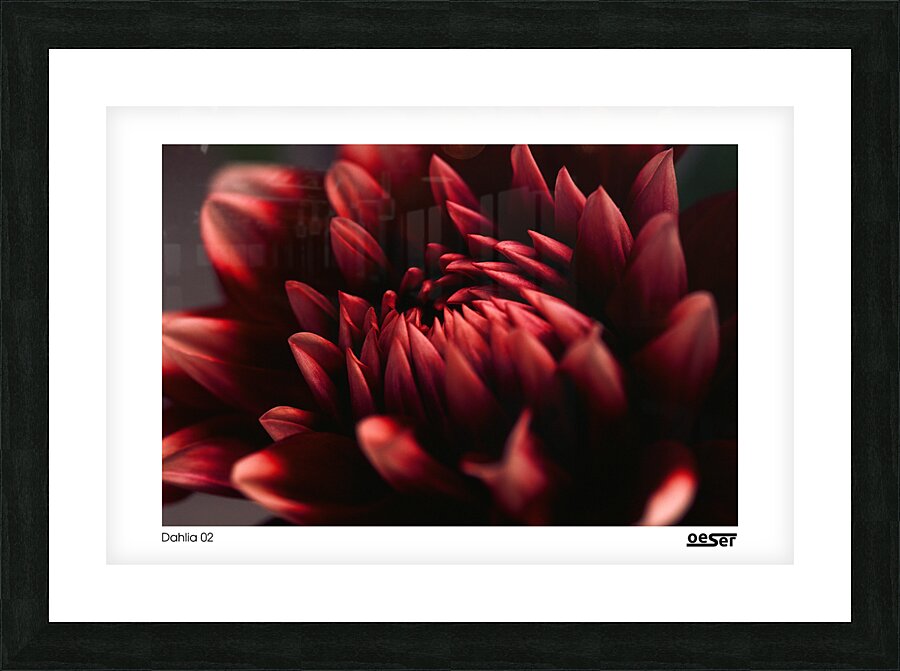 Dahlia 02 Picture Frame print