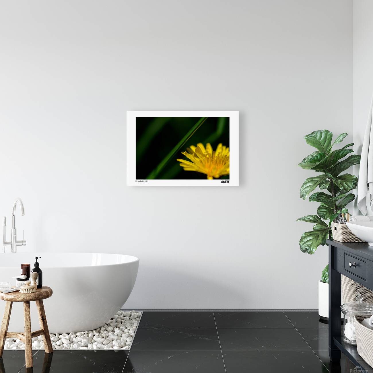Dandelion 01 Reproduction