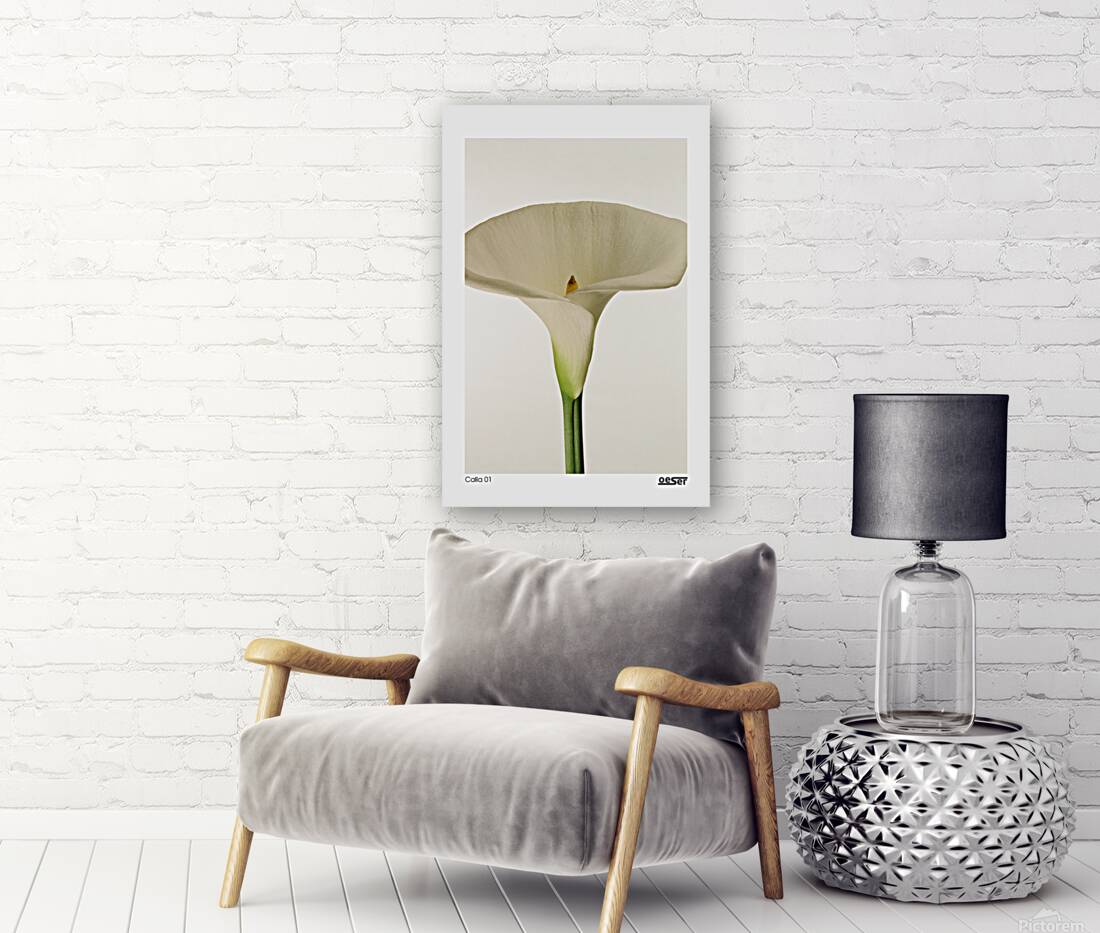 Calla 01 Reproduction